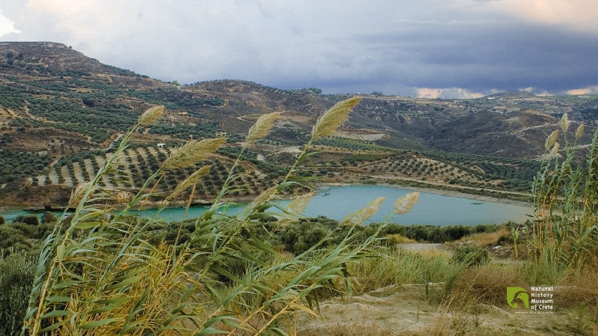 Observe the Birds in the Dams of Heraklion!