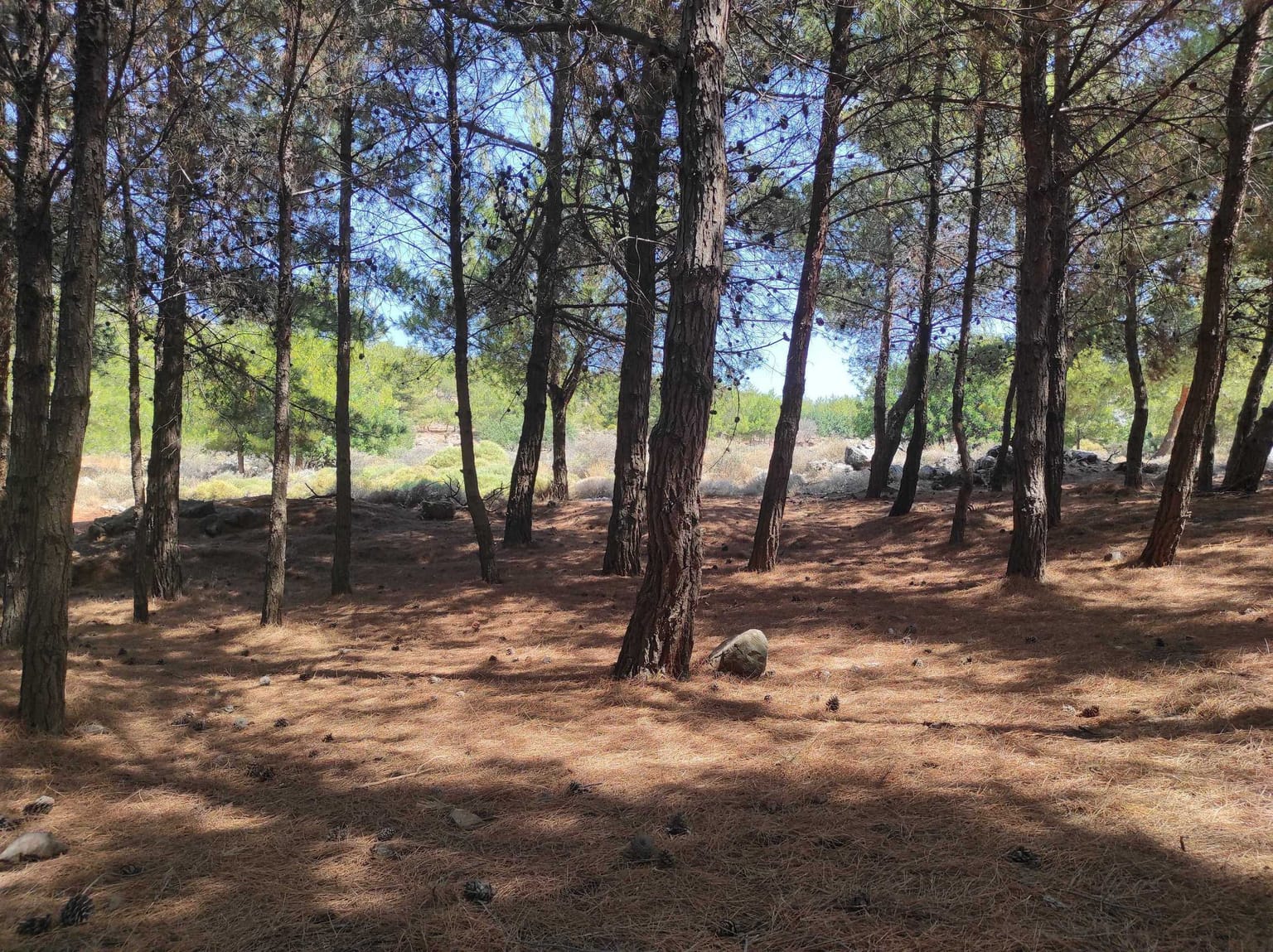 Forest of Keri