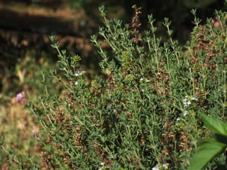 Museum of Cretan Herbs