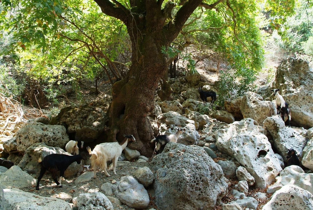 discover crete