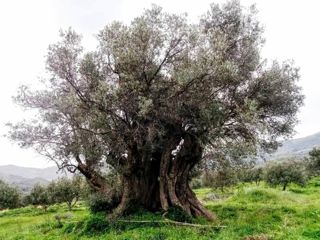 Monumental Olive Tree in Panasos