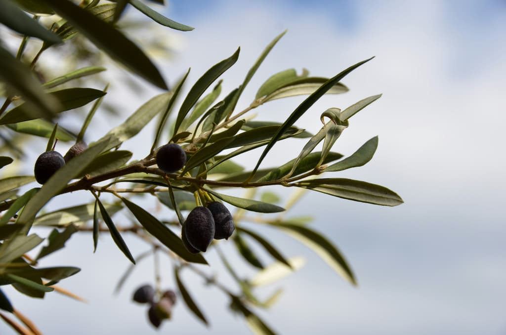 6 Places in Crete to Unveil the Secrets of Olive Oil